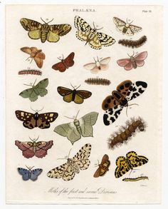 an illustration of butterflies and moths