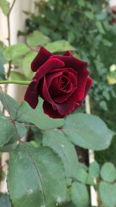 a single red rose with green leaves in the foreground