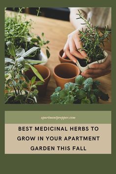 the best medical herbs to grow in your apartment garden this fall and why they're good for you