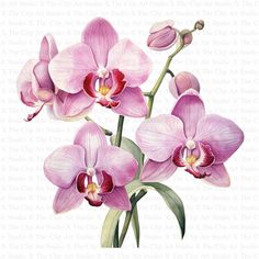 three pink orchids on a white background