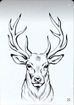 an ink drawing of a deer's head with antlers