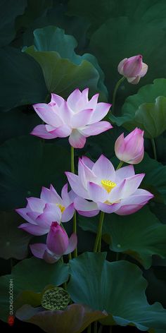 three pink lotuses are blooming in the middle of some water lilies with green leaves