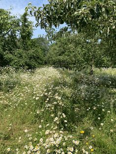 a field full of wildflowers and trees under a blue sky