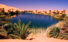 a lake surrounded by palm trees in the desert