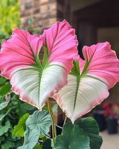 two pink and white flowers with green leaves in front of a brick building on a sunny day