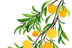 watercolor painting of oranges on a tree branch