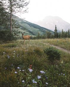 a deer standing on top of a lush green hillside