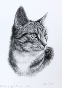 a black and white drawing of a cat's face