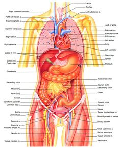 diagram of the human body organs and their major structures labeled in this diagram, you can see