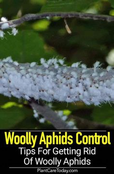 a close up of a caterpillar on a tree branch with text overlay reading woolly aphils control tips for getting rid of wolly