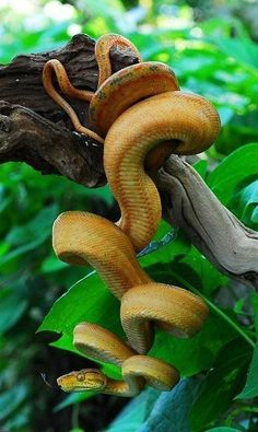 a large yellow snake hanging from a tree branch