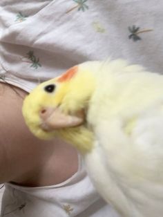 a baby laying on top of a bed next to a yellow and white cockatoo