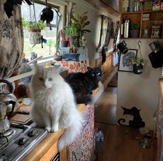 two cats sitting on top of a counter next to each other in a kitchen area