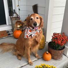 a golden retriever sitting on the front porch wearing a bandana