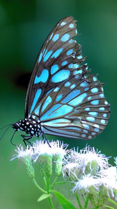 a blue and black butterfly sitting on top of a white flower