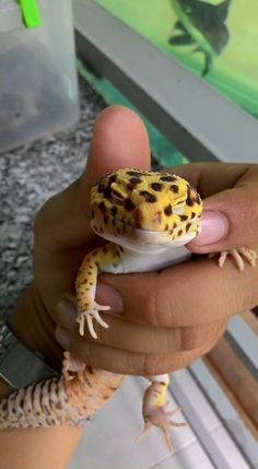 a person holding a small gecko in their hand