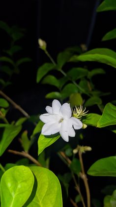 a white flower with green leaves in the foreground and a dark background behind it