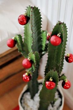 a potted cactus with red ornaments on it