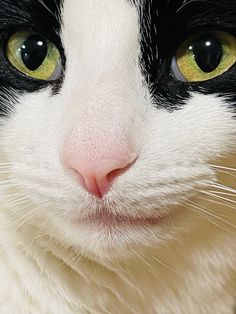 Cat, black and white, tuxedo, cats eyes Black And White Cat Portrait, Animal Sayings, Cat Black And White, Cats Eyes, Eye Close Up, Black And White Tuxedo, Tuxedo Cats, White Tuxedo, Most Beautiful Eyes