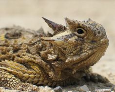 a close up of a lizard laying on the ground with its head turned to the side