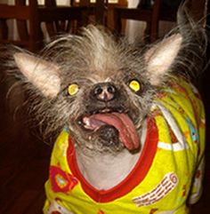 a small dog wearing a yellow shirt with its mouth open and it's tongue out