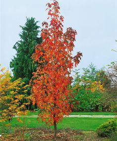 an orange tree in the middle of a park