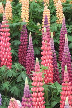 many different colored flowers are in the field together and there is no image here to provide a caption for