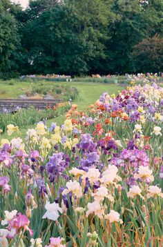 many different colored flowers in a field