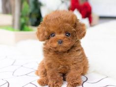 a small brown dog sitting on top of a bed