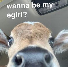 a cow is looking at the camera while sitting in a car with it's head up