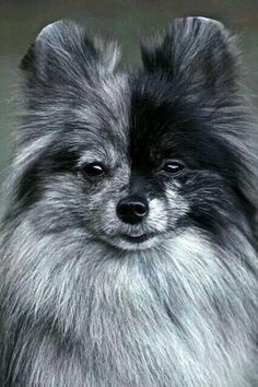 a black and gray dog with long hair looking at the camera while standing in front of a dark background