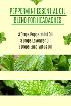 In this post we go through why you need peppermint essential oil in your life. First, we talk about the different uses of peppermint oil and there are quite a few next we will discuss where you can get it from and lastly, we show you different blends and recipes combining peppermint essential oil and other oils. essential oil blends for stress | essential oil blends for stress relief | essential oil blends for headaches migraine relief #essentialoilblends #essentialoilforstress #essentialoil Herb Magick, Kitchen Witch Recipes, Flower Remedies, Oils Essential, For Headaches