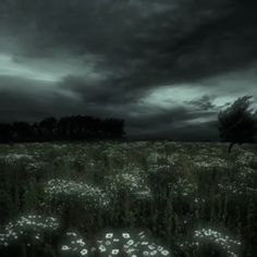 a field with grass and flowers under a dark sky