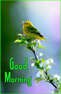 a yellow bird sitting on top of a tree branch with the words good morning written below it