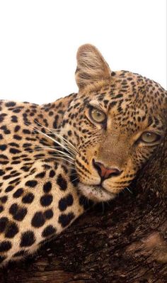 a leopard laying on top of a tree branch