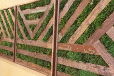 moss growing on the side of a wooden paneled wall with wood slats as dividers