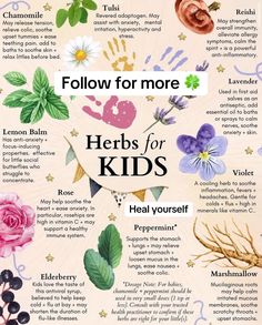 Herbs With Antibiotic Properties, Best Herbs For Joints, Medicine Herb Garden, Natural Herbs Medicine, Herbs For Sickness, Apothecary For Beginners, Herbs For Medicine, Herbs For Colds, Antibacterial Herbs