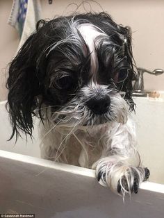 a black and white dog sitting in a bath tub