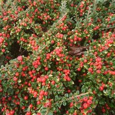 small red berries are growing on the bush