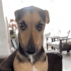 a dog sitting on top of a couch in front of a window with chairs behind it