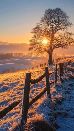 the sun is setting over a snowy field with a tree in the foreground and fog on the ground