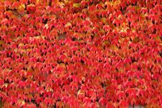 red and yellow leaves are growing on the side of a building