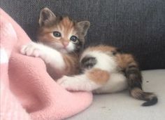 a small kitten laying on top of a couch next to a pink blanket and pillow