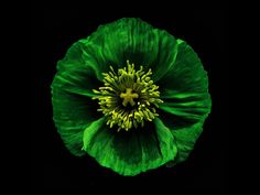 a large green flower with yellow stamens in the center on a black background