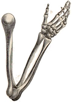 an image of a skeleton with the lower arm extended and bones still attached to it