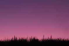 the silhouette of tall grass against a purple and pink sky at sunset or dawn with an airplane flying in the distance