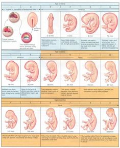 an image of the stages of human fetuses and their functions in life cycle