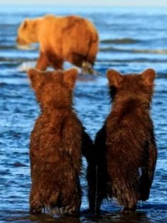 two brown bears standing in the water looking at each other with their backs to one another