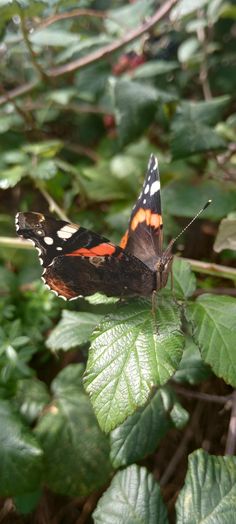 an orange and black butterfly sitting on top of a leaf