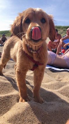 a brown dog standing on top of a sandy beach next to a group of people